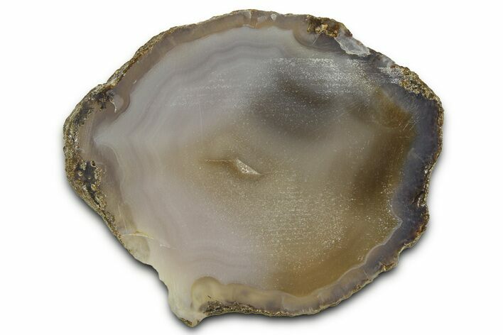 Polished Agate Replaced Petrified Wood Limb Cast - Wyoming #371093